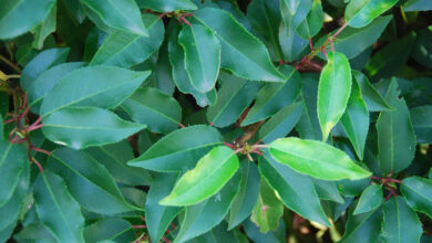 Photo of Cura della pianta Prunus lusitanica o Lauroceraso dal Portogallo