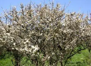 Photo of Cura della pianta Prunus mahaleb, Cerecino o Marel