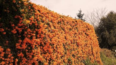 Photo of Cura della pianta Pyrostegia venusta o Bignonia invernale