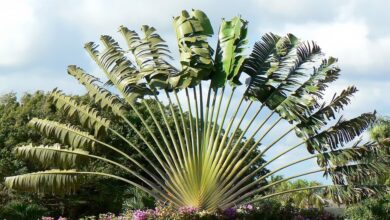 Photo of Cura della pianta Ravenala madagascariensis o albero del viaggiatore