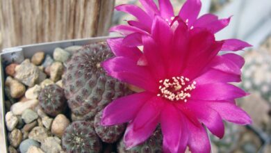 Photo of Cura della pianta Rebutia canigueralii o Sulcorebutia rauschii