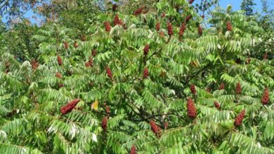 Photo of Cura della pianta Rhus typhina, Rus o Virginia sumac