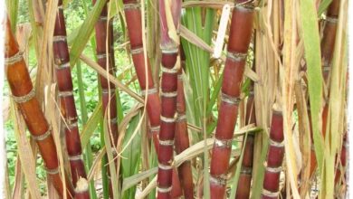 Photo of Cura della pianta Saccharum officinarum o canna da zucchero