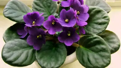Photo of Cura della pianta Saintpaulia ionantha o violetta africana