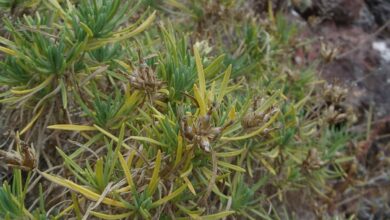 Photo of Cura della pianta Salvia canariensis o Salvia canaria