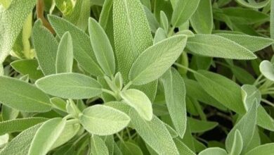 Photo of Cura della pianta Salvia lanceolata o Salvia oxidatica