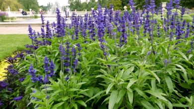 Photo of Cura della pianta Salvia microphylla o Salvia rosa