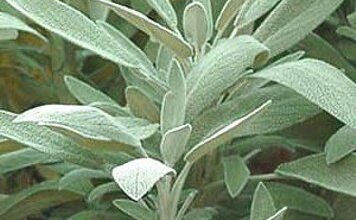 Photo of Cura della pianta Salvia officinalis o salvia comune