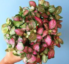 Photo of Cura della pianta Saxifraga stolonifera o bouquet da sposa