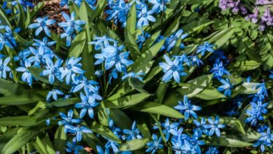 Photo of Cura della pianta Scilla obtusifolia o Scilla