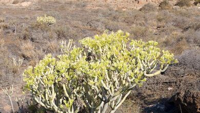 Photo of Cura della pianta Senecio kleinia o Verode