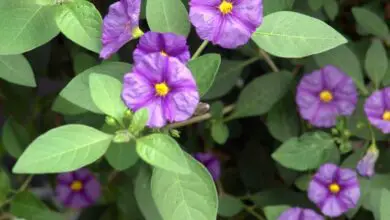 Photo of Cura della pianta Solanum wendlandii o Solano con fiori blu