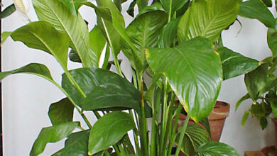 Photo of Cura della pianta Spathiphyllum wallisii o Espatifilo