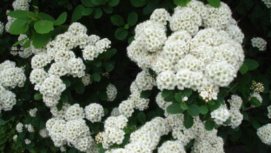 Photo of Cura della pianta Spiraea cantoniensis o Espirea