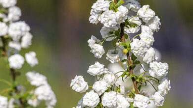 Photo of Cura della pianta Spiraea prunifolia o Corona de novia