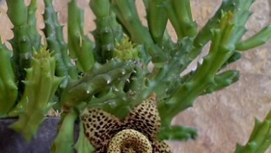 Photo of Cura della pianta Stapelia variegata, Stapelia o fiore di lucertola