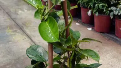 Photo of Cura della pianta Stephanotis floribunda o gelsomino del Madagascar