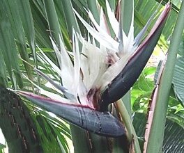 Photo of Cura della pianta Strelitzia alba o Estrelicia blanca