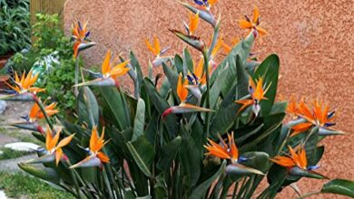 Photo of Cura della pianta Strelitzia reginae o Uccello del Paradiso