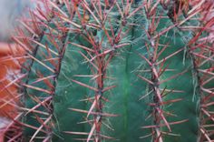 Photo of Cura della pianta Strombocactus disciformis o Biznaga trompo
