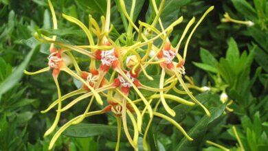 Photo of Cura della pianta Strophanthus speciosus o corda velenosa