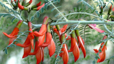 Photo of Cura della pianta Sutherlandia frutescens, albero del cancro o Suterlandia