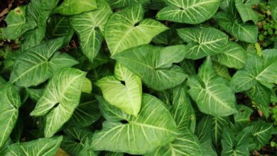 Photo of Cura della pianta Syngonium podophyllum o Singonio