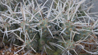 Photo of Cura della pianta Tephrocactus articulatus o Opuntia articulata