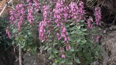 Photo of Cura della pianta Teucrium chamaedrys, Camedrio o Teucrio