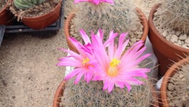 Photo of Cura della pianta Thelocactus bicolore o Biznaga bicolore capezzolo