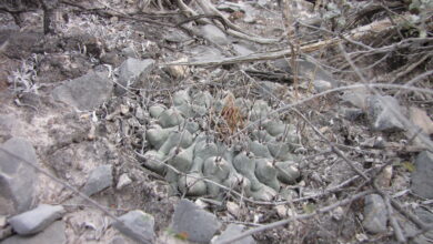 Photo of Cura della pianta Thelocactus hexaedrophorus o Biznaga capezzolo a sei lati