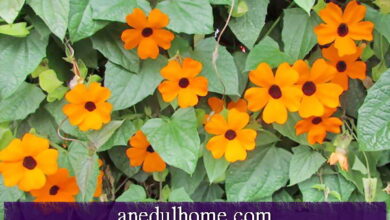 Photo of Cura della pianta Thunbergia alata o Black-eyed Susan