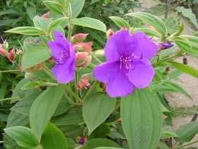 Photo of Cura della pianta Tibouchina urvilleana, Planta de la gloria o Tibuchina