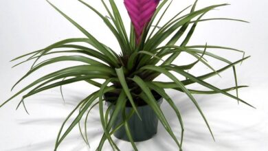 Photo of Cura della pianta Tillandsia cyanea, Tilansia o Tilandsia