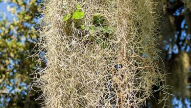 Photo of Cura della pianta Tillandsia usneoides o muschio spagnolo