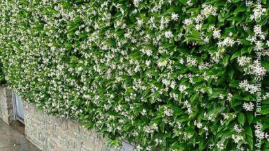 Photo of Cura della pianta Trachelospermum jasminoides o falso gelsomino