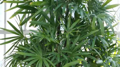 Photo of Cura della pianta Trachycarpus fortunei o Palm excelsa