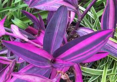 Photo of Cura della pianta Tradescantia pallida o Purpurina