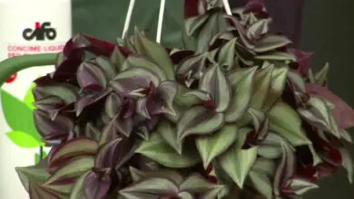 Photo of Cura della pianta Tradescantia zebrina, Zebrina o Panameña