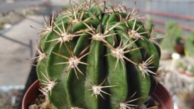 Photo of Cura della pianta Trichocereus o Tricocereo