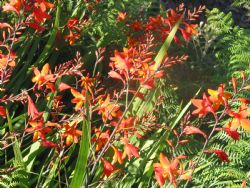 Photo of Cura della pianta Tritonia crocata o Crocosmia crocata