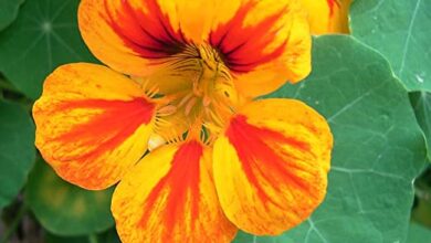 Photo of Cura della pianta Tropaeolum majus o Capuchina