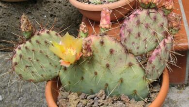 Photo of Cura della pianta Tunilla corrugata o Opuntia longispina