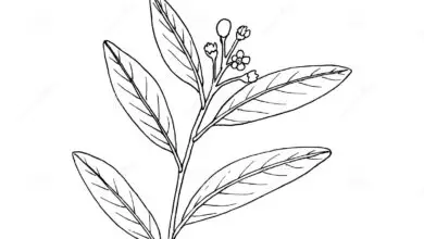 Photo of Cura della pianta Umbellularia californica o alloro della California