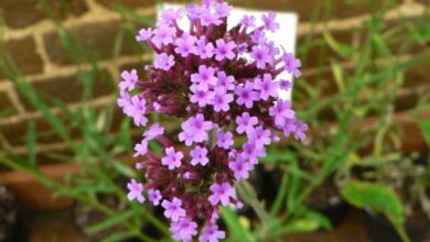 Photo of Cura della pianta Verbena officinalis, Verbena comune o erba sacra