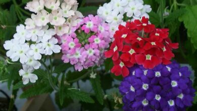 Photo of Cura della pianta Verbena x hybrida o Verbena hortensis