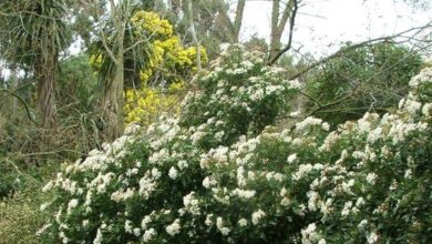 Photo of Cura della pianta Viburnum tinus, Durillo o alloro selvatico