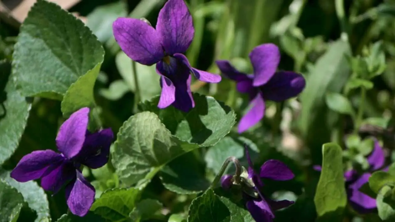 Pianta Sempreverde Con Fiori Viola / 12 piante con foglie e fiori neri