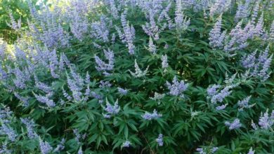 Photo of Cura della pianta Vitex agnus-castus, Chasteberry o Agnocasto