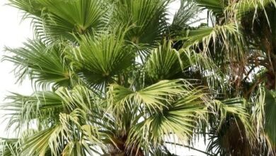Photo of Cura della pianta Washingtonia robusta o Messicana Fan Palm